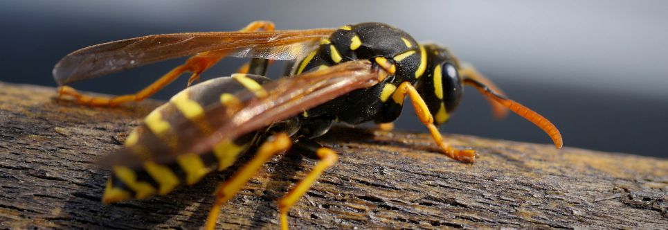 Likwidacja Gniazda Os Dąbrowa Górnicza